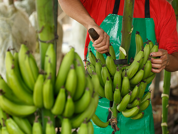Despencamento das bananas