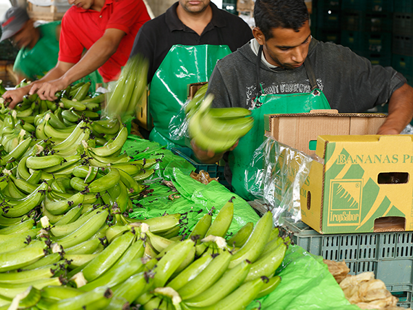 Embalagem das frutas TropSabor